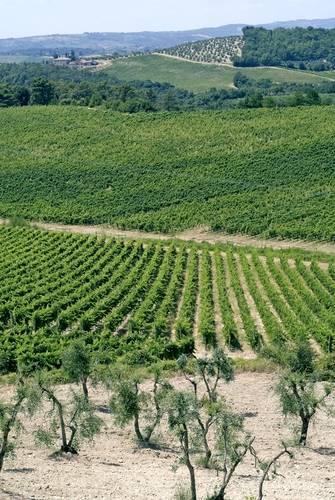 Medicean Wine, Medicean Wine Route, Tuscany vineyard, Tuscany