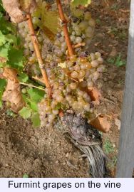 Furmint Grapes, furmint, Tojaki