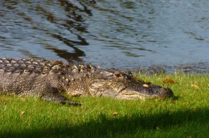 alligator on kiawah, The Sanctuary on Kiawah, wildlife on kiawah