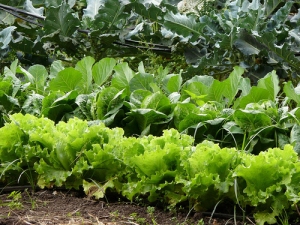 lettuce, locally grown, local produce